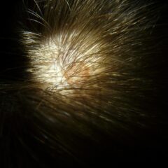 白髪を抜くと増えるってウソ？本当？抜かない対処法と予防策をご紹介